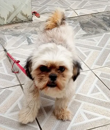 Cadela Shitzu fêmea 1 ano