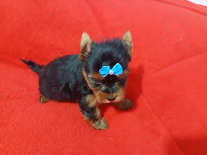 Yorkshire machinho Mini