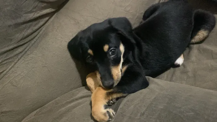 Doação cachorrinho vira lata 