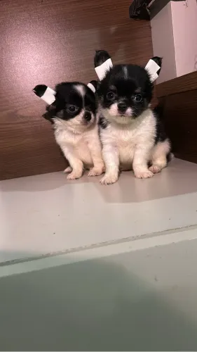 Lindos filhotes de chihuahua pêlo longo
