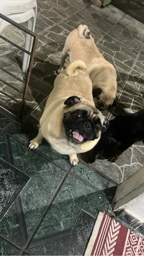 Cachorro 
