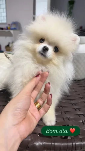 Linda fêmea branca anã de Lulu da pomerania 