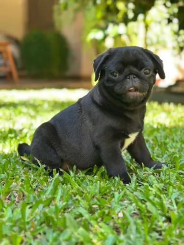 Pug,Pug Filhote Linda Linhagem Disponível