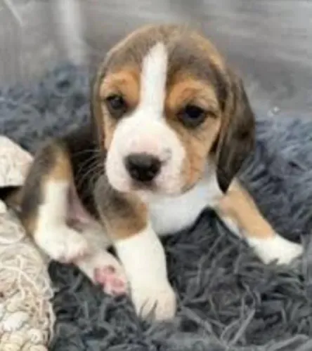Beagle Mini Filhotes Brincadeira Garantida.