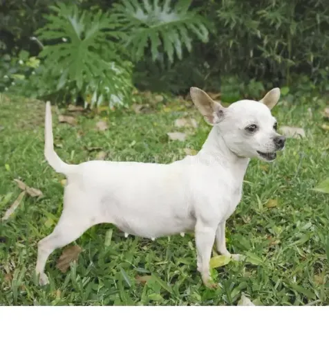 chihuahua