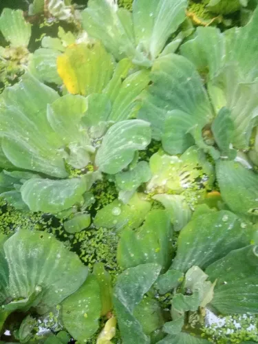Plantas aquáticas