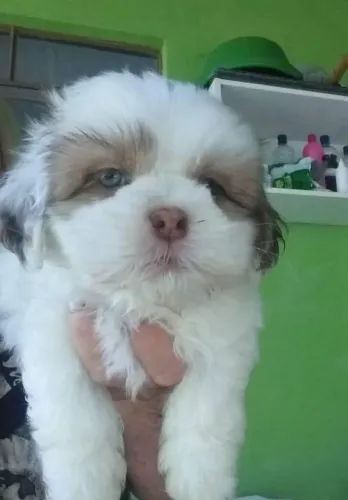 Macho Lhasa Apso olhos claros excelente linhagem 