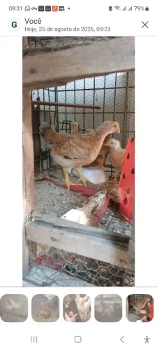 Lote de pitinhos caipira pesadao 5 unidades 1 mês de vida vacinado e verificado