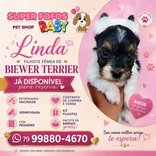 Filhotes de cachorro raça Biewer Terrier