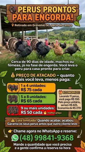 Perus Prontos para Engorda