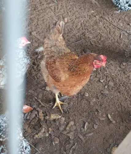 Galinha
