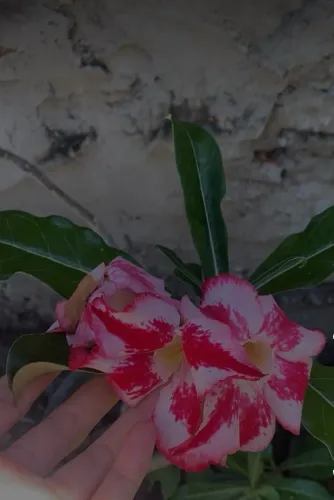 a rosa do deserto?