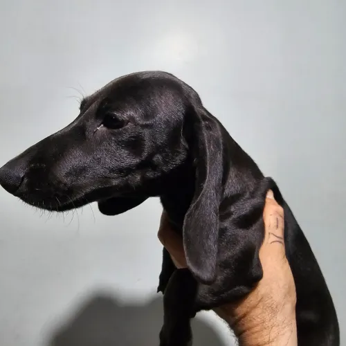 Basset Dusthound 