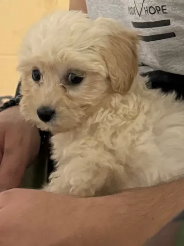 Maltês com poodle toy