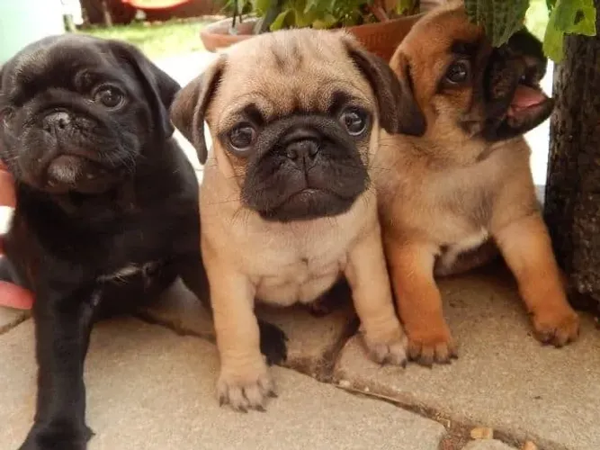 Pug