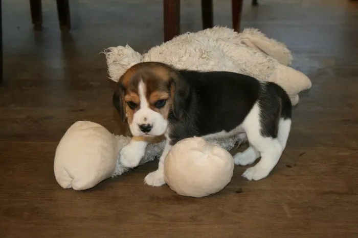 Filhotes De Beagle - Um Amigo Para Viver Experiências