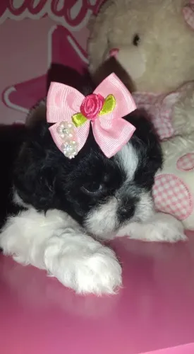 Fêmea de shih tzu c/Pedigree 