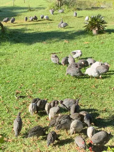 Galinhas de Angola