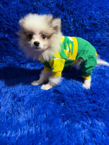Spitz 