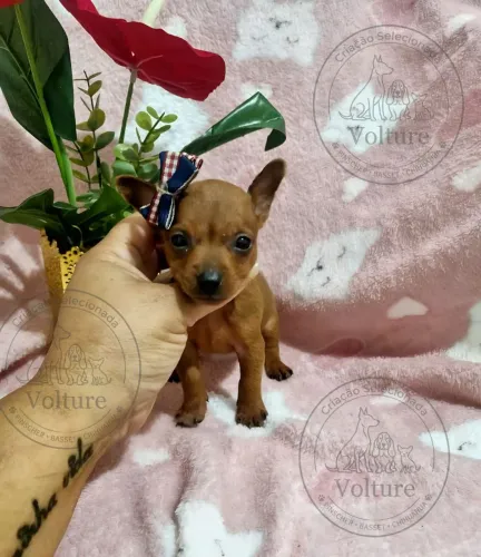 Pinscher menor tamanho machos e fêmeas vacinados