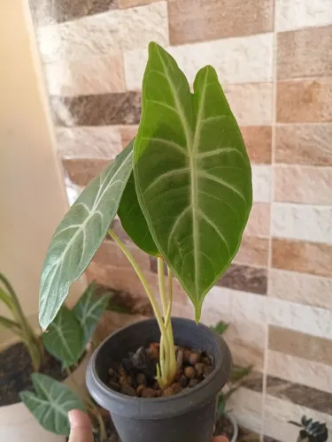 Vasinho de muda de alocasia