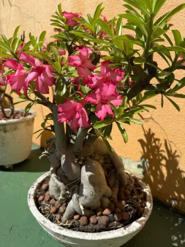 JARRO COM FLOR DO DESERTO PARA PAISAGISMO