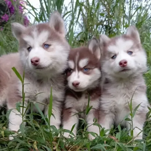 Husky siberiano filhotes carinhosos 