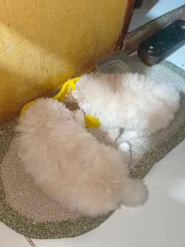 Spitz Anão Macho e Fêmea