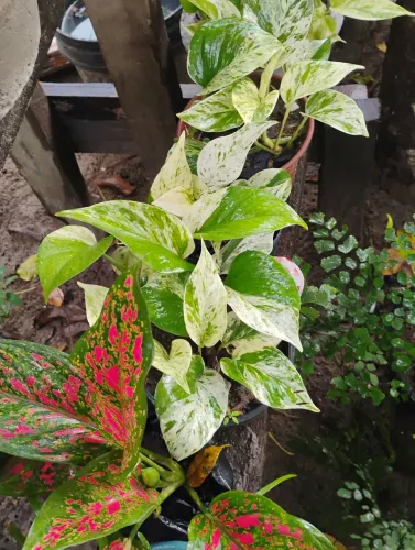 Vendo mudas de jibóia Branca variegata. Glaonema