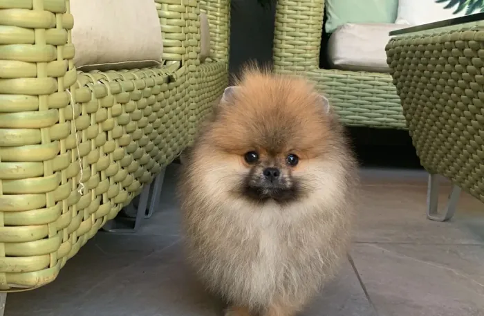 Lulu da Pomerânia Macho Anão - 4 Meses 