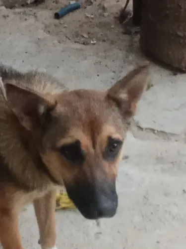 Doa-se  uma linda cachorra fêmea pastor alemão 