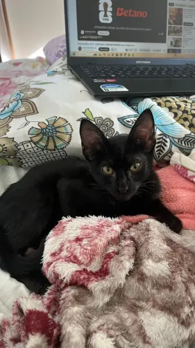 Gata Femea para adoção