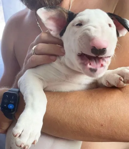 Bull Terrier Inglês O amor verdadeiro