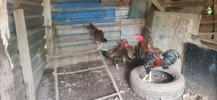 4 galinhas e dois galos 380 reais