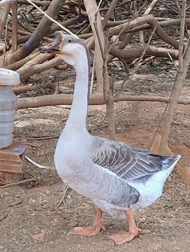 Ganso Sinaleiro 