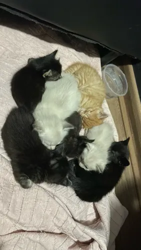 Filhotes de gatos