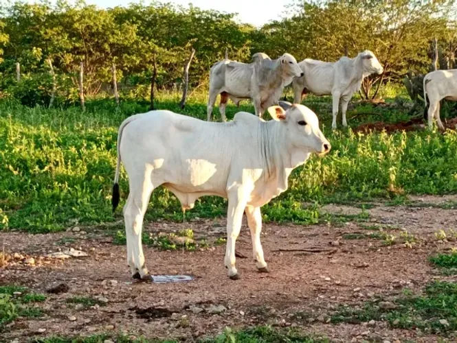 Vende-se bezerro nelore