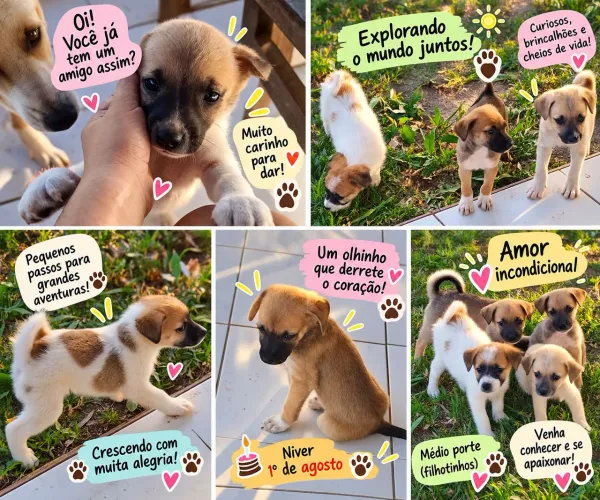 Cachorrinhos para adoção responsável
