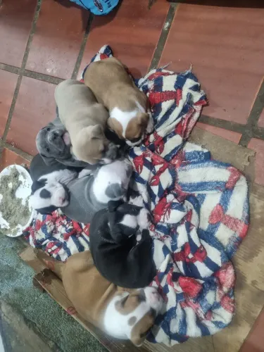 Filhotes de american bully 30 dias