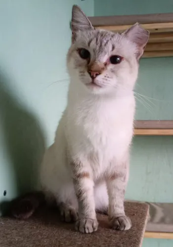 Doação de linda gatinha