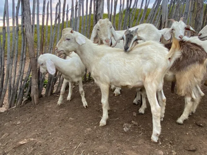 Cabrito Saanen