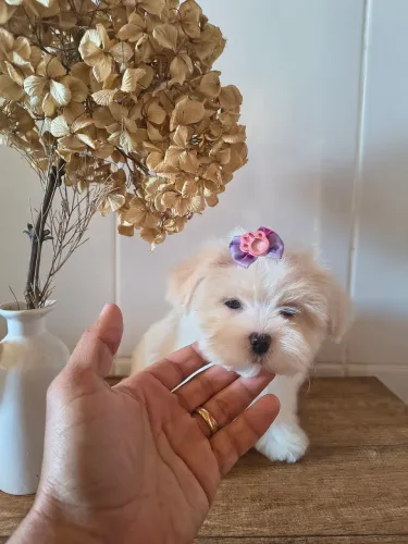 Lindos Filhotes de Lhasa Apso disponíveis 