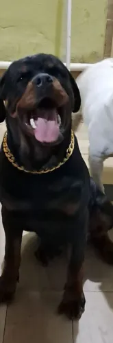 Rottweiler Disponível para cobertura