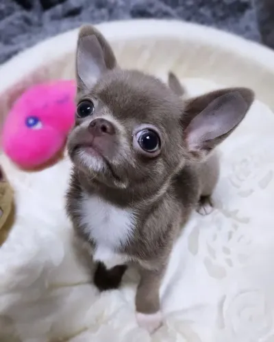 Bebezinho Chihuahua miniatura com pelagem densa e saudável