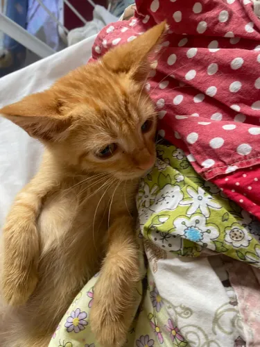 Gatinho para adoção