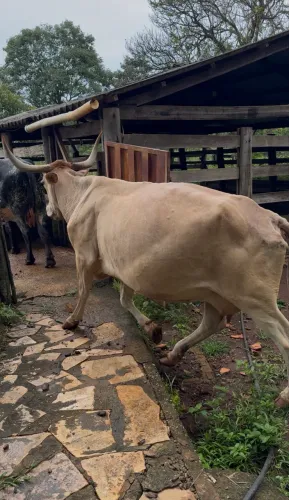 Gado leiteiro