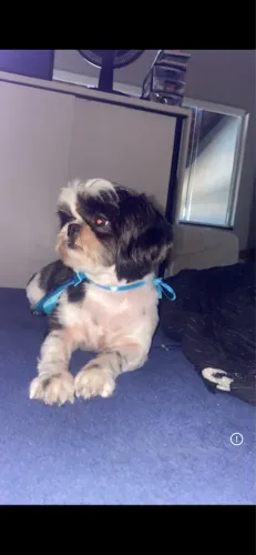 Shihtzu MICRO macho