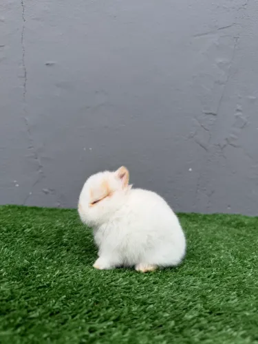 Coelho anão de netherland dwarf 