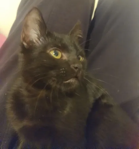 Gatinho preto