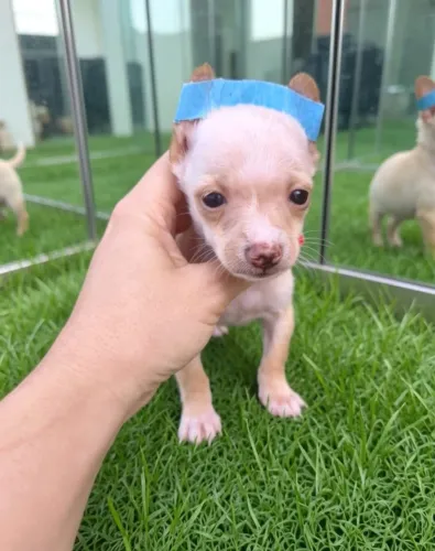 Filhotes Pinscher Muito Fofos